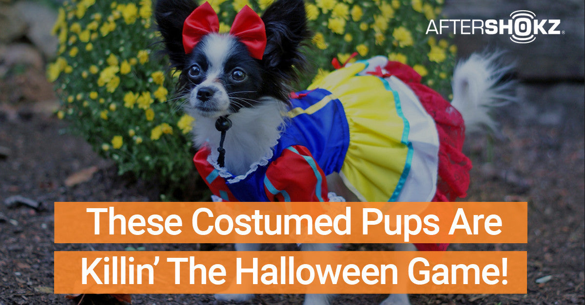 These Costumed Pups Are Killin’ The Halloween Game
